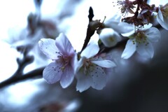 冬を耐え抜く力が欲しいよ。。。！