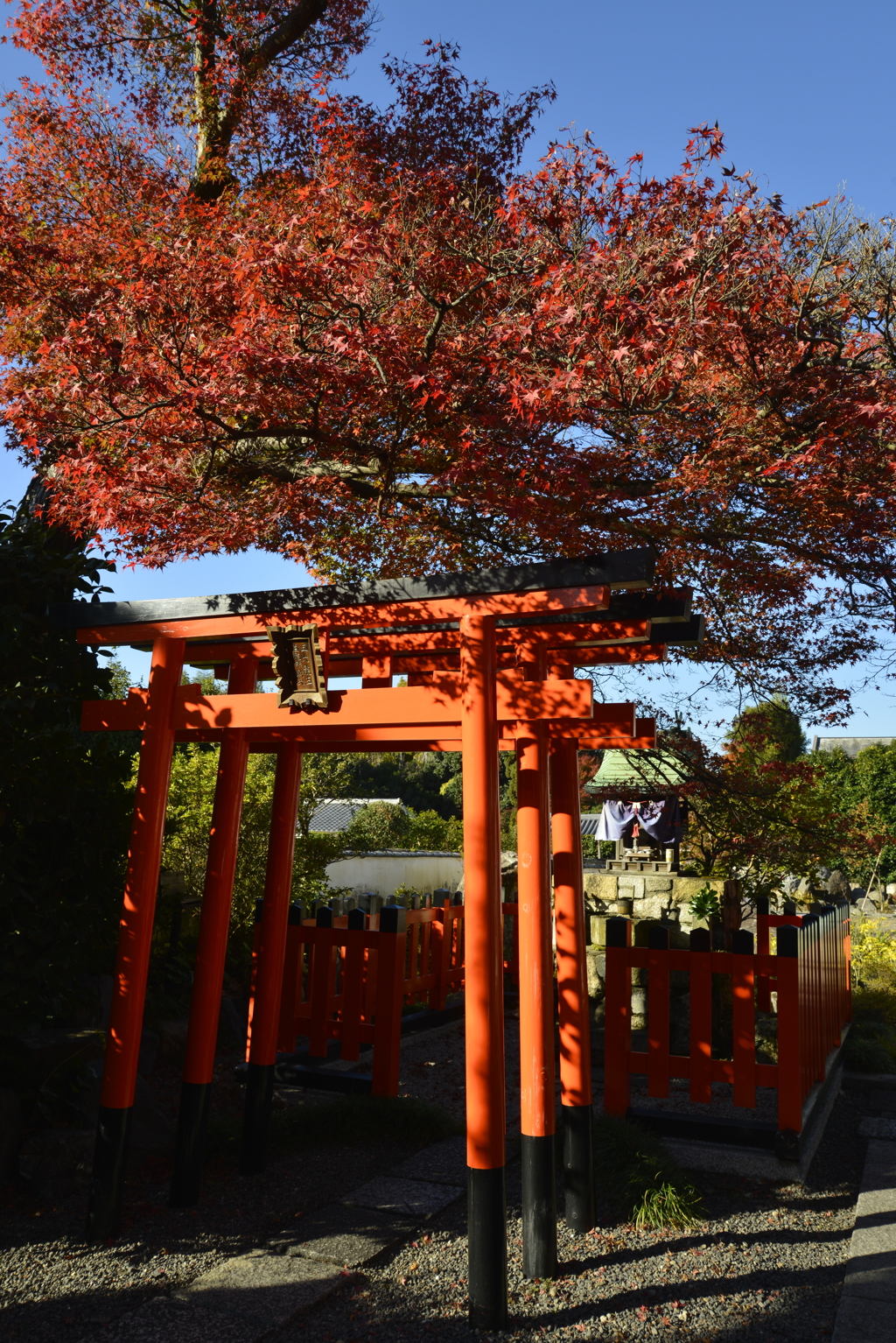 赤鳥居と紅葉。。。！