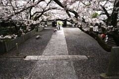 桜降るころ．．久妙寺。。。！