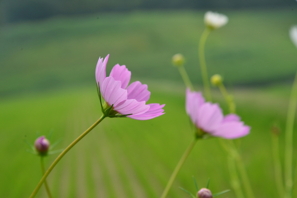 静かな里の秋　➂。。。！