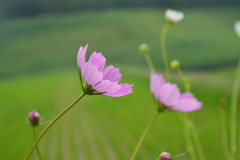 静かな里の秋　➂。。。！