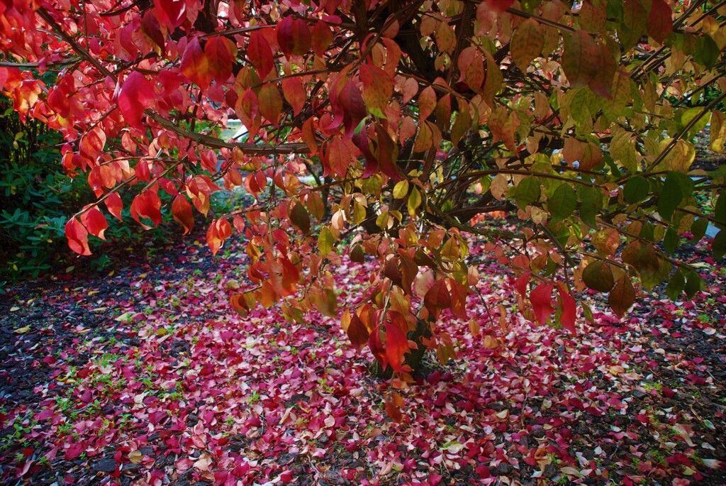 華々しく散る。。。！