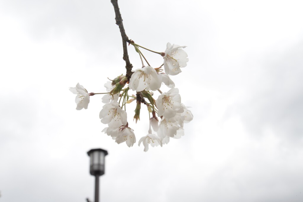 うば桜．．　春が来た　➁。。。！