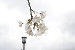 うば桜．．　春が来た　➁。。。！