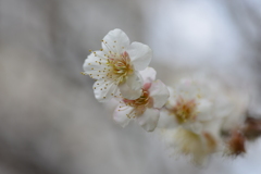 白いベールの花たち　①。。。！