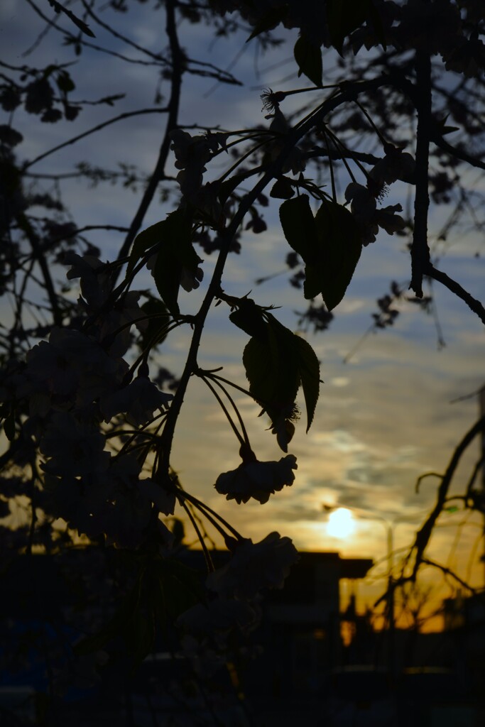 夕焼くん．．久し振り　➁。。。！