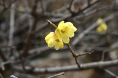 春を呼ぶ黄梅　①。。。！