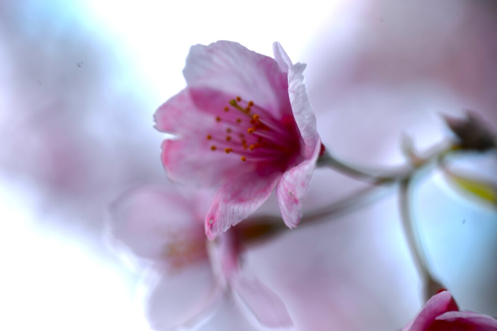 帰り道にも春が来た　➂。。。！