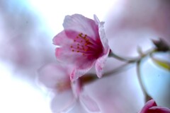 帰り道にも春が来た　➂。。。！