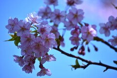 この春に歓喜泣く。。。！