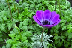 春咲き小花　⑥。。。！