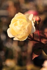 日差しのぬくもり。。。！