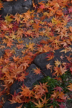 残秋の寺　②。。。！