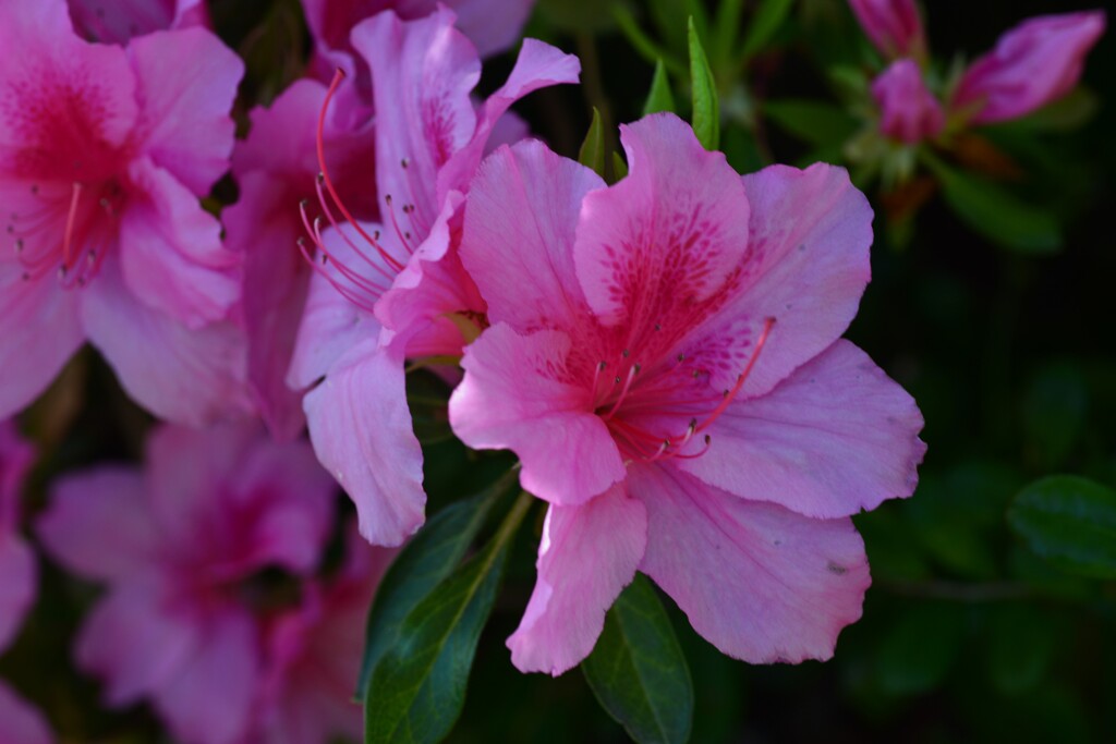 春の讃歌　②。。。！