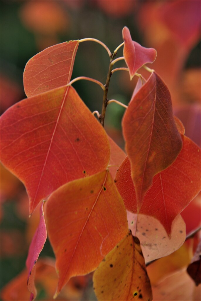 燃えて散る。。。！