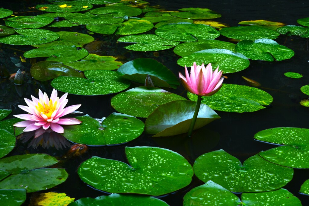 雨の日の情景　➂。。。！