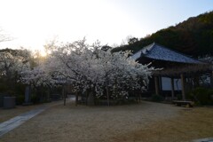 うば桜　①。。。！