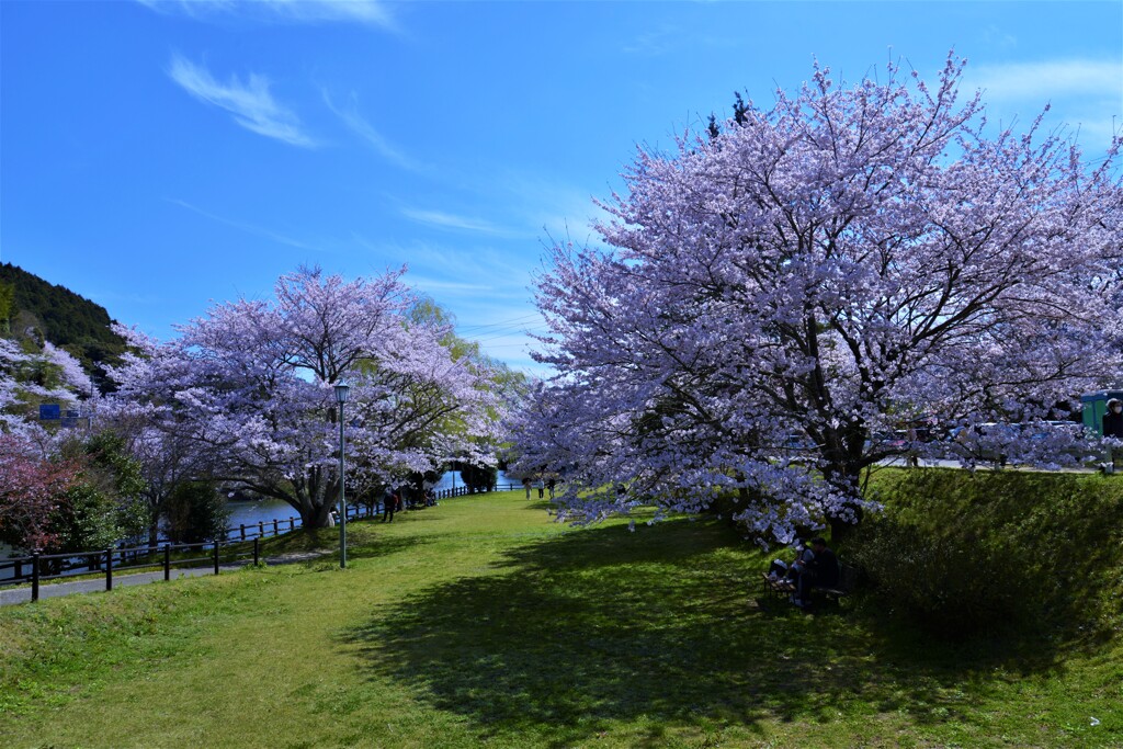 川辺りのさくら公園。。。！