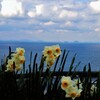 水仙のつぶやき　①。。。！