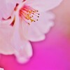 春の夢　②。。。！