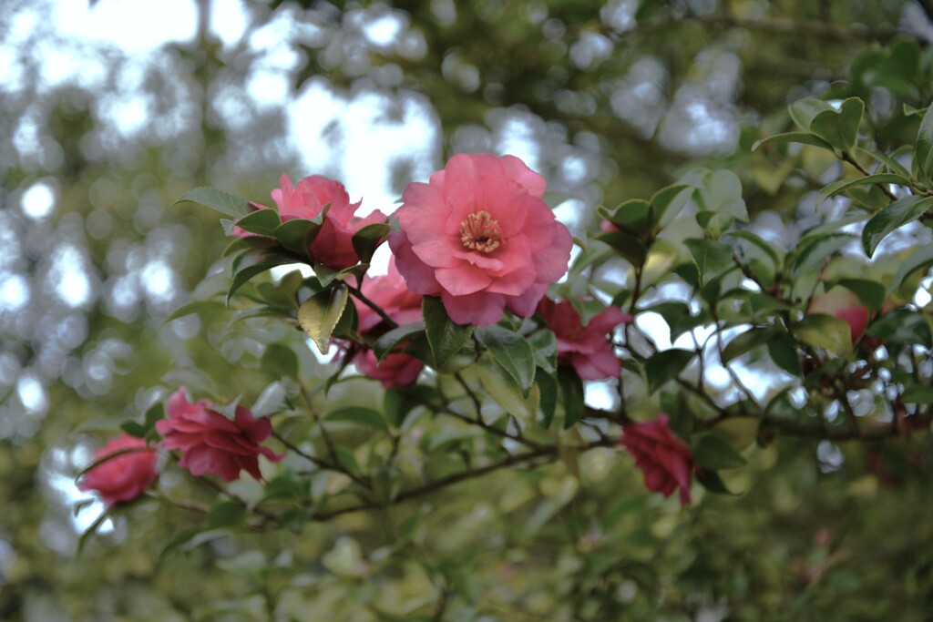 冬を彩るの寒椿　。。。！