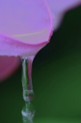 雨粒メロディー　④。。。！