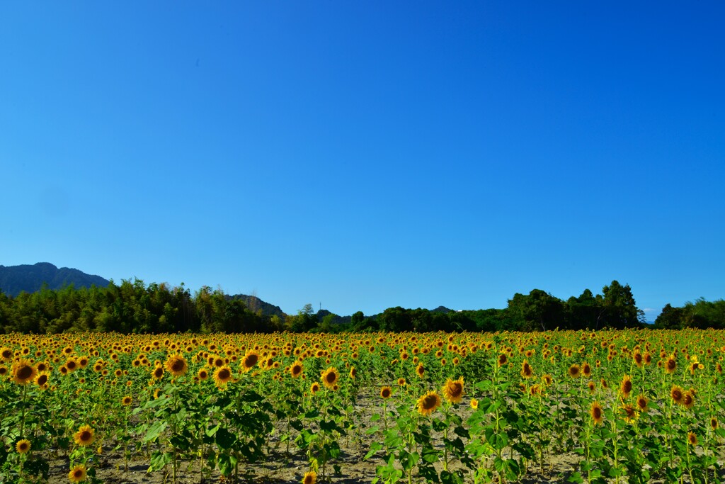 最後の夏花　➂。。。！