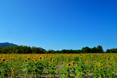最後の夏花　➂。。。！