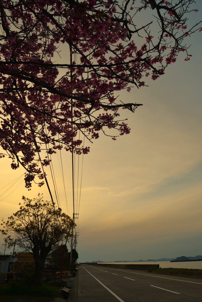 帰り道にも春が来た　⑤。。。！