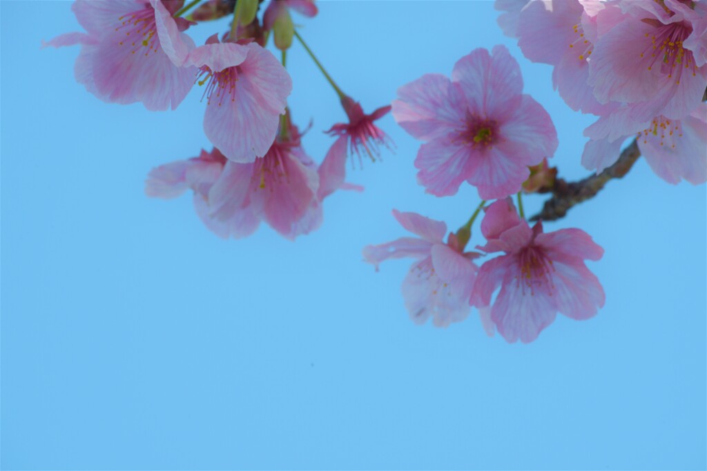 青空と陽光桜　③。。。！