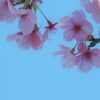 青空と陽光桜　③。。。！