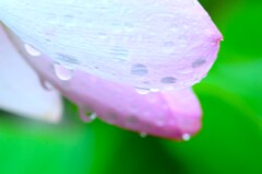 雨粒メロディー　①。。。！