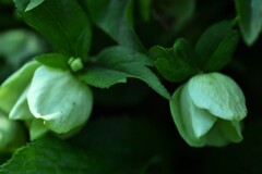 日陰の美　➂。。。！