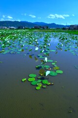 ああ．．故郷の空　②。。。！