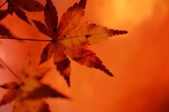 good-byeもみじ彩　➂。。。！