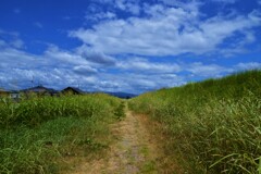 散歩道にて　②。。。！