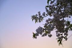 うば桜　⑤。。。！