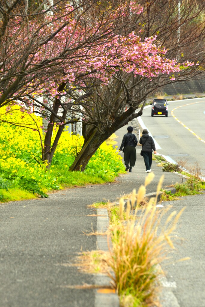 春ロードを走る　⑤。。。！