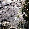 高瀬川．．春　③。。。！