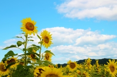 太陽と睨めっこ　２