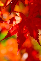 Red & yellow　④。。。！