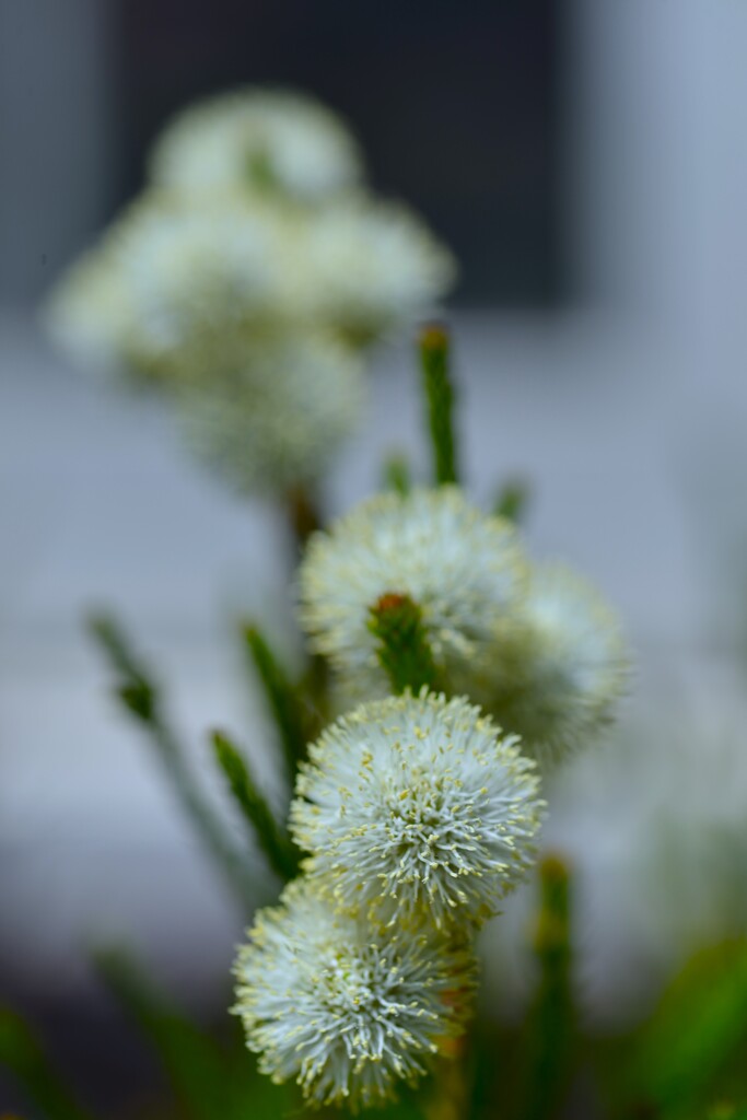 庭の花　➂。。。！