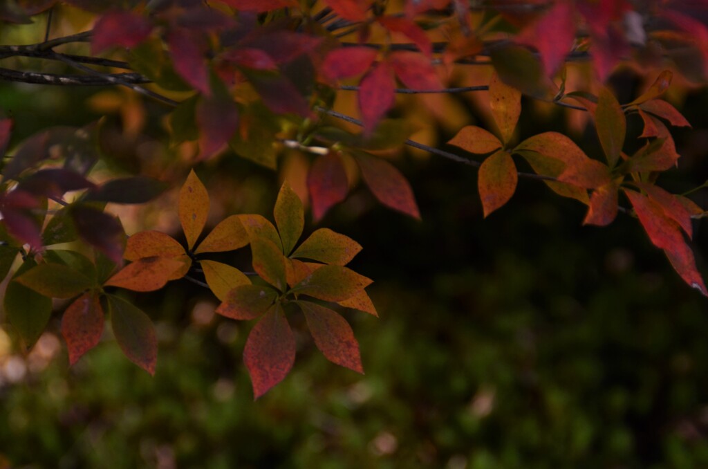 ああ秋本番。。。！