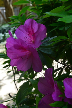 庚申庵の春花　②。。。！