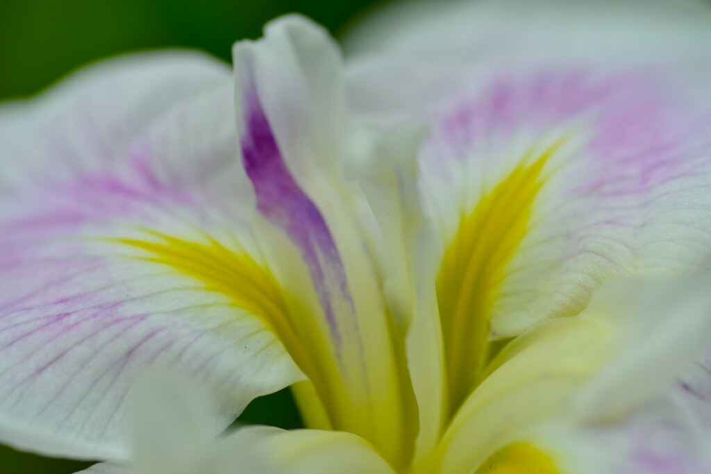 六月雨の花たちへ　④。。。！