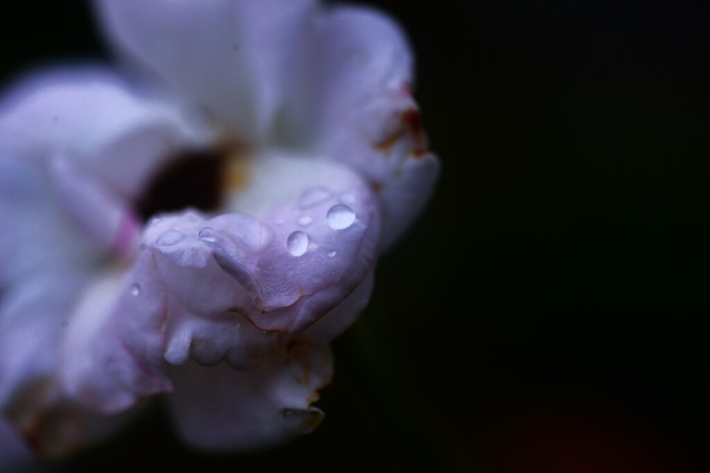 秋雨に濡れて咲く　④。。。！