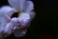 秋雨に濡れて咲く　④。。。！