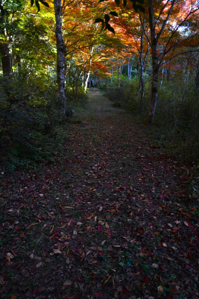秋の小径　①。。。！