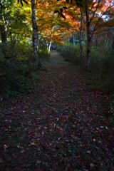 秋の小径　①。。。！