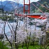 大瀬の赤い吊橋とさくら。。。！